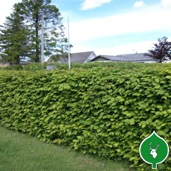 Avnbøg 60-100 Cm 3 Avnbøg 60-100 Cm