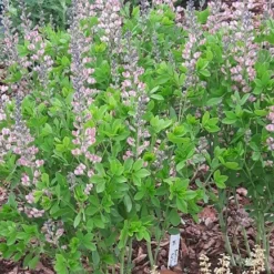 Farvebælg Pink Truffles®