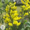 'BAPTISIA 'AMERICAN GOLDFINCH'®' 1 'BAPTISIA 'AMERICAN GOLDFINCH'®' -Smuk Haven Salgsbutik Baptisia20American20Goldfinch