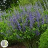 'BAPTISIA 'BLUEBERRY SUNDAE'®' 2 'BAPTISIA 'BLUEBERRY SUNDAE'®' -Smuk Haven Salgsbutik Baptisia20Blueberry20Sundae