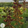 'BAPTISIA 'CHERRIES JUBILEE'®' -Smuk Haven Salgsbutik Baptisia20Cherries20Jubilee