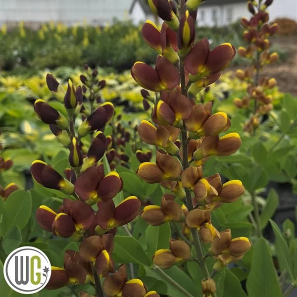 'BAPTISIA 'CHERRIES JUBILEE'®' 3 'BAPTISIA 'CHERRIES JUBILEE'®'