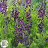 'BAPTISIA 'GRAPE TAFFY'®' -Smuk Haven Salgsbutik Baptisia20Grape20Taffy