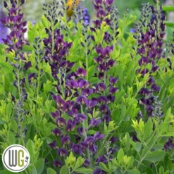 'BAPTISIA 'GRAPE TAFFY'®'
