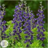 'BAPTISIA 'SPARKLING SAPPHIRES'®' 2 'BAPTISIA 'SPARKLING SAPPHIRES'®' -Smuk Haven Salgsbutik Baptisia20Sparkling20Sapphires