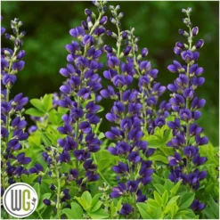 'BAPTISIA 'SPARKLING SAPPHIRES'®'