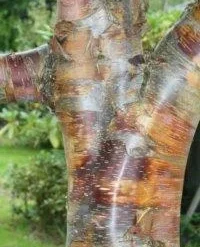 Kobberbirk - Betula Albosiensis Var ´Septentrionalis´