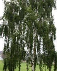 Hængebirk Pendula ‘Bøghs’ 150-175