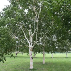 Himalayabirk - Betula Utilis 150-175