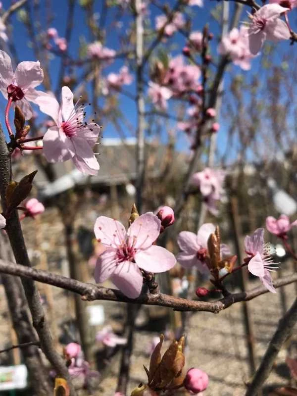 Blodblomme `Nigra` 3 Blodblomme `Nigra`