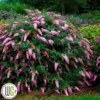 Sommerfuglebusk 'Pink Cascade` ® 2 Sommerfuglebusk 'Pink Cascade` ® -Smuk Haven Salgsbutik Buddleja20Pink20Cascade gugplanteskole