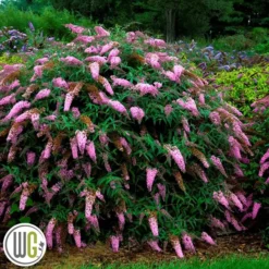 Sommerfuglebusk 'Pink Cascade` ®