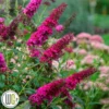 Sommerfuglebusk 'Queen Of Hearts ®' -Smuk Haven Salgsbutik Buddleja20Queen20of20Hearts gugplanteskole