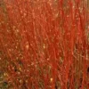 Rød Kornel `Sibirica` -Smuk Haven Salgsbutik CORNUS ALBA SIBIRICA flora fokusSlide