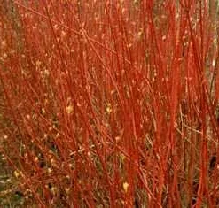 Rød Kornel `Sibirica`