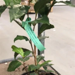 Te Plante "Camellia Sinesis"