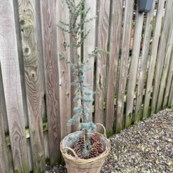 Cedertræ Libani Glauca