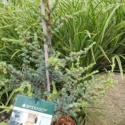 Cedertræ `Horstmanns Silberspitz`