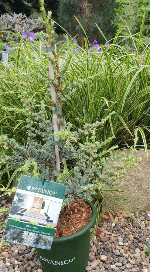 Cedertræ `Horstmanns Silberspitz` 3 Cedertræ `Horstmanns Silberspitz`