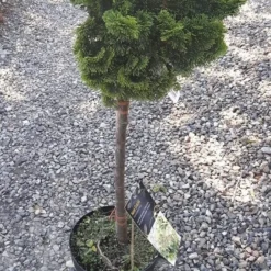 Opsatammet Chamaecyparis