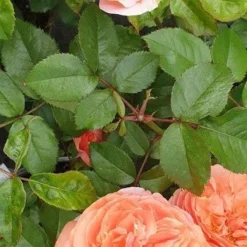 Rose Chippendale - Storblomstret Rose