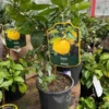 Citrontræ `Juno Yuzu` 2 Citrontræ `Juno Yuzu` -Smuk Haven Salgsbutik Citron20trae20Yuzu