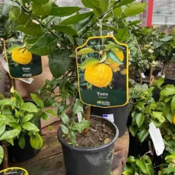 Citrontræ `Juno Yuzu`