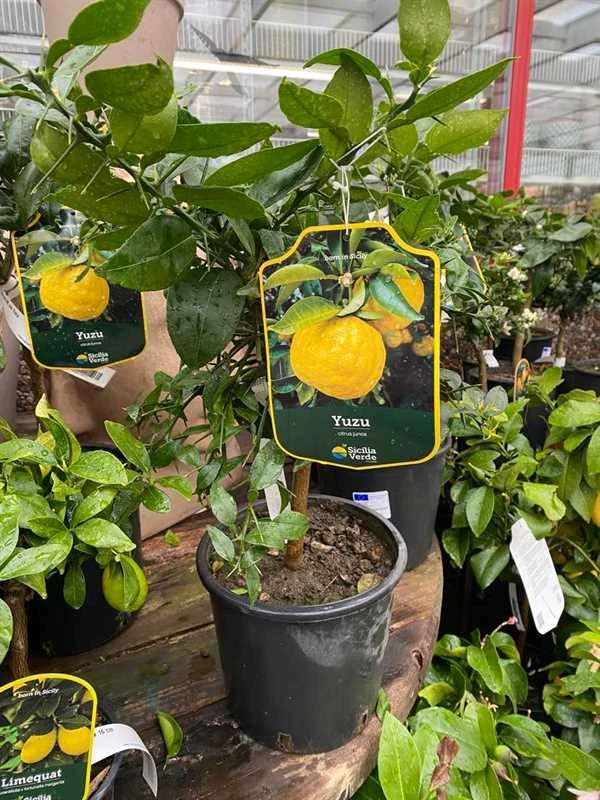 Citrontræ `Juno Yuzu` 3 Citrontræ `Juno Yuzu`