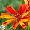 'COREOPSIS 'CRAZY CAYENNE'®' 1 'COREOPSIS 'CRAZY CAYENNE'®' -Smuk Haven Salgsbutik Coreopsis20Crazy20Cayenne