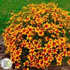 'COREOPSIS 'CURRY UP'®'