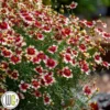 'COREOPSIS 'RED HOT VANILLA'®'