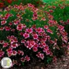'COREOPSIS 'ZESTY ZINGER'®' 1 'COREOPSIS 'ZESTY ZINGER'®' -Smuk Haven Salgsbutik Coreopsis20Zesty20Zinger