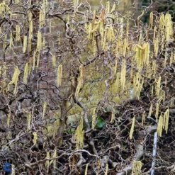 Troldhassel - CORYLUS Ave. 'CONTORTA'