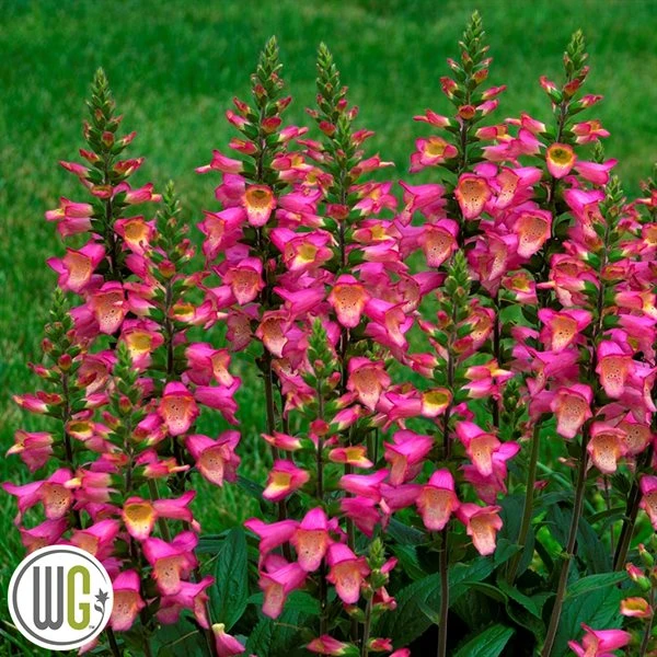 DIGIPLEXIS® 'BERRY CANARY'' 3 DIGIPLEXIS® 'BERRY CANARY''