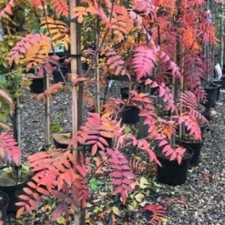 Koreansk Røn 'Dodong'