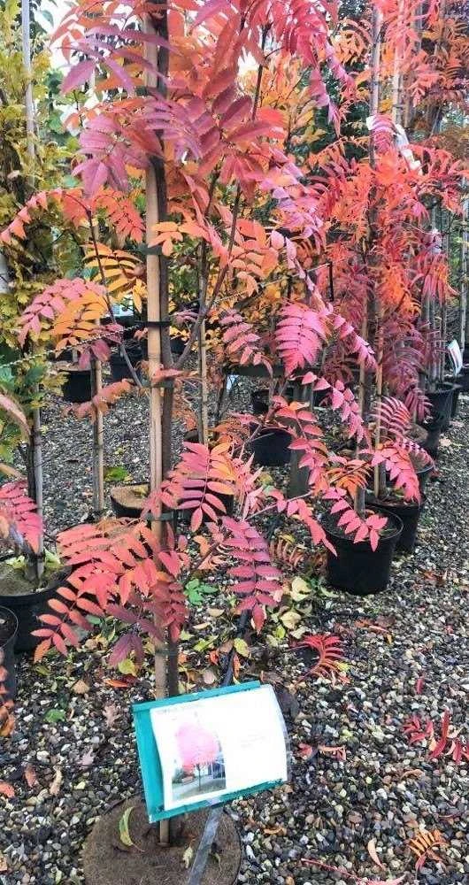 Koreansk Røn 'Dodong' 3 Koreansk Røn 'Dodong'