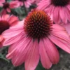 ECHINACEA 'CORAL CRAZE'®' 2 ECHINACEA 'CORAL CRAZE'®' -Smuk Haven Salgsbutik ECHINACEA20CORAL20CRAZE