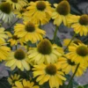 ECHINACEA 'YELLOW MY DARLING'®' 2 ECHINACEA 'YELLOW MY DARLING'®' -Smuk Haven Salgsbutik ECHINACEA20YELLOW20MY20DARLING
