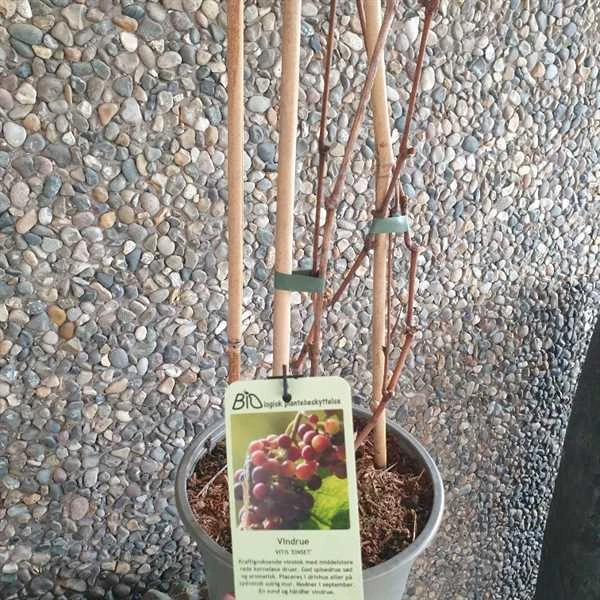 Kernefri Vinplante - 'Einset' 3 Kernefri Vinplante - 'Einset'
