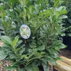 LAURBÆRKIRSEBÆR 'ETNA'® (N) 10 Ltr.