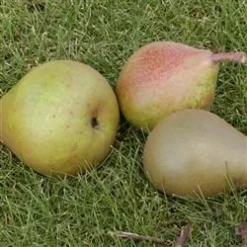 Familietræ Pære Med 3 Sorter