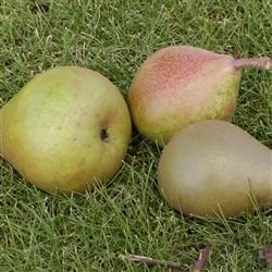 Familietræ Pære Med 3 Sorter 3 Familietræ Pære Med 3 Sorter