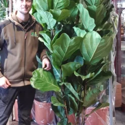 Violinfigen - Ficus Lyrata 180cm