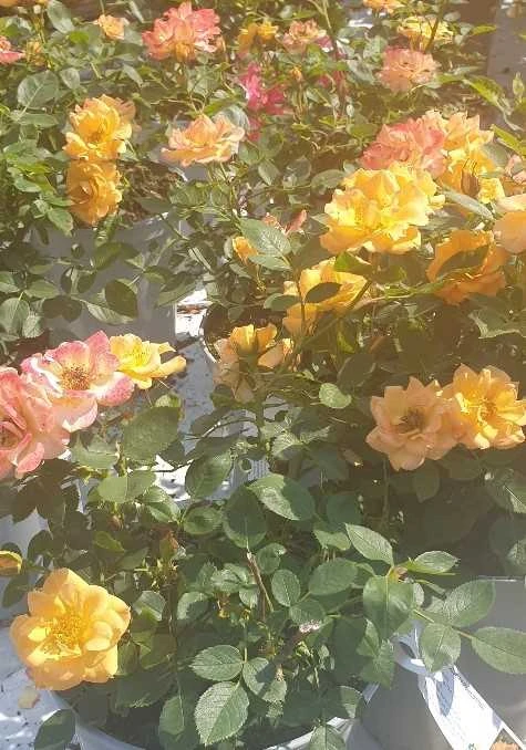 Rose Flaming Cover 3 Rose Flaming Cover