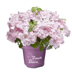 Hortensia `French Bolero`