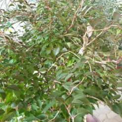 Fuji-kirsebær, Opstammet 60 Cm