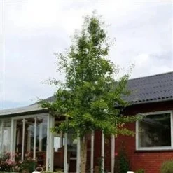 Ginkgo Biloba 'Prigo'