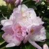 Rhododendron GOMER WATERER -Smuk Haven Salgsbutik Gomer