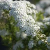 Spiraea Cinerea 'Grefsheim' -Smuk Haven Salgsbutik Grefsheim
