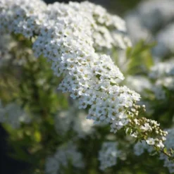 Spiraea Cinerea 'Grefsheim'